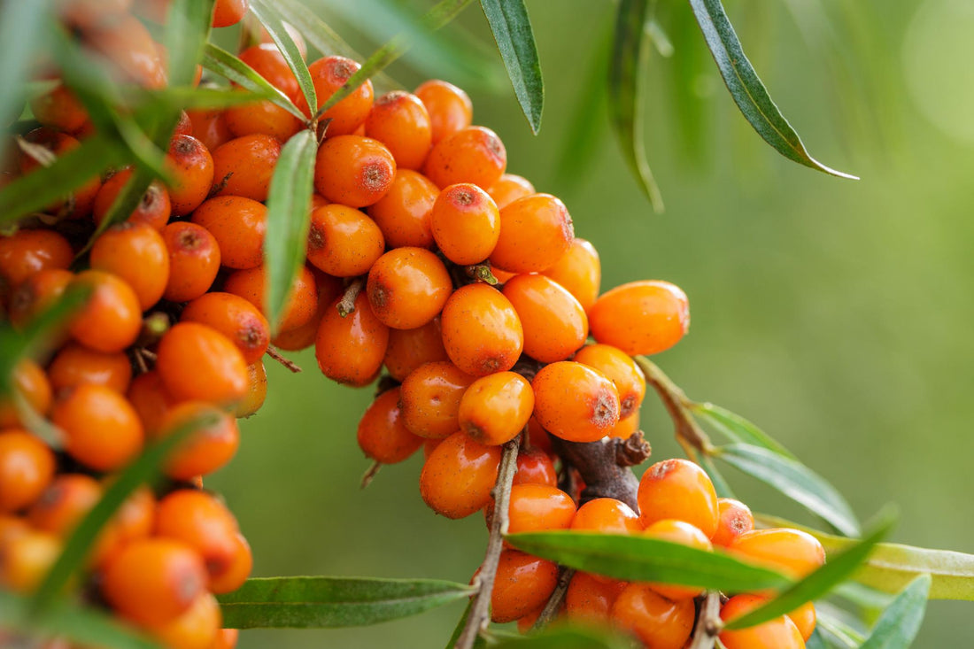 Superfruit-Sea Buckthorn