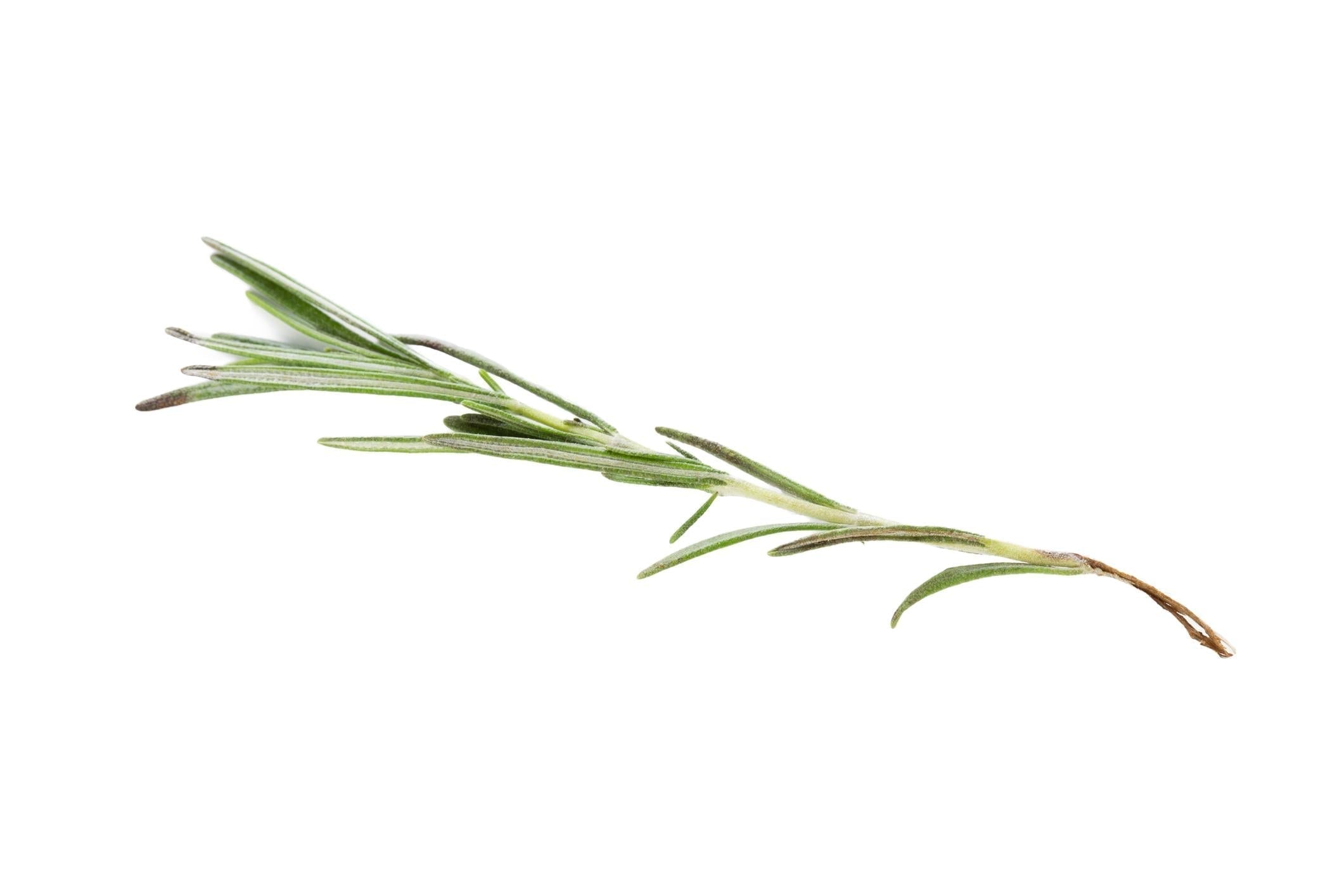 Rosemary Water for Hair Growth: Benefits, Scalp Health & How It Supports Stronger Hair